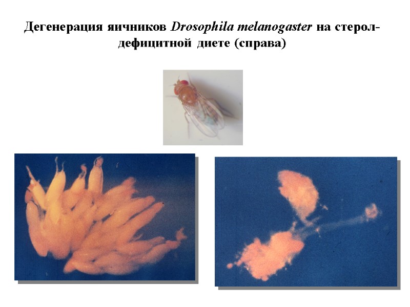 Дегенерация яичников Drosophila melanogaster на стерол-дефицитной диете (справа)